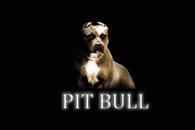 Pitbull, Dog, Widescreen, New, Desktop, Hd, Wallpapers, Free ...