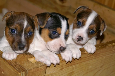 Pitbull Puppies Wallpapers   Keywords HERE