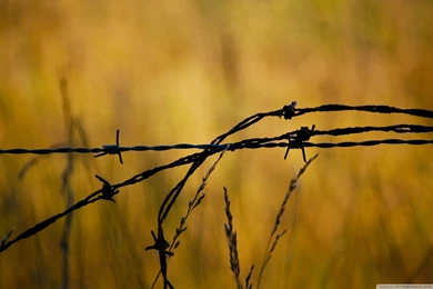 Download Barbed Wire Wallpapers Wallpapers Printed