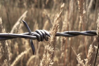 Wheat Barbed Wire Wallpapers