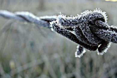 Ice Nature Fences Frost Macro Depth Of Field Barbed Wire Wire ...