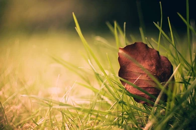 Complete And Realistic Natural Fall View In Your Desktop: Autumn ...