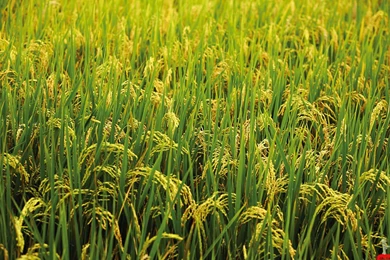 Best Natural Greenery Scenery Desktop Wallpapers – HD Wallpapers ...