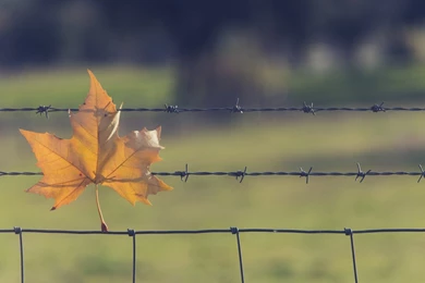 Yellow Leaves In The Barbed Wire Fence Wallpapers And Images ...