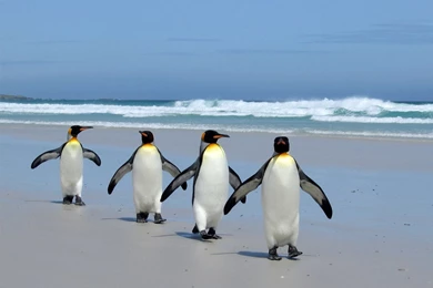 Wallpapers: King Penguins Wallpapers