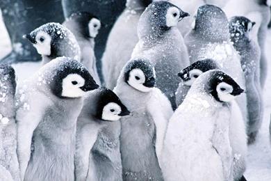 Penguins In The Snow Nature HD Wallpapers   New HD Wallpapers