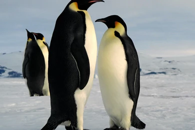 Penguins   Wallpaper.