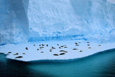 Penguins On Ice HD Wallpapers