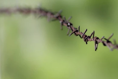 Green Macro Barbed Wire Wallpapers