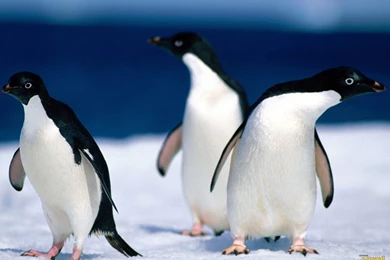 YouWall   Penguins Wallpapers   Wallpaper,wallpapers,free Wallpapers ...