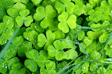 Saint Patricks Day   Desktop Wallpapers, Download Free Wallpapers ...