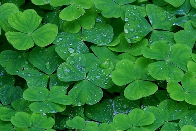 Animated St Patricks Day Wallpapers