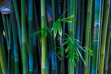 Cool Flower HQ Desktop Wallpapers