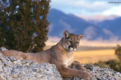 Mountain Lion Wallpapers Hd – VVNG.com Victor Valley News