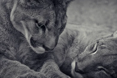 Mountain Lion Wallpapers » WallDevil   Best Free HD Desktop And ...