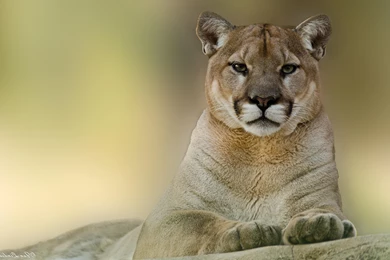 Puma Cougar Mountain Lion