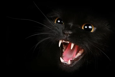 Black Cat Wallpapers   Animal Wallpapers