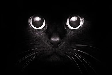 Black Cat Wallpapers Wide