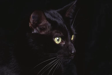 Pictures Of Black Cat   HD Wallpapers Lovely