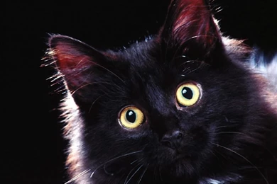 Free Wallpapers, Animals Desktop Wallpapers