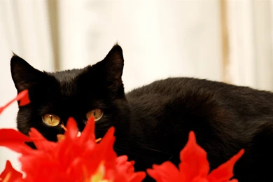 Black Cat And Red Flowers 1920x1080 Wallpapers