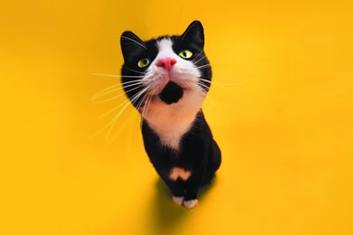 Funny Black Cat 6 Desktop Backgrounds   Funnypicture.org