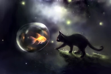 Black Cat Hunting The Fish Wallpapers 30228