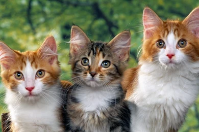 Download Wallpapers 2560x1440 Cats, Kittens, Sitting, Furry ...