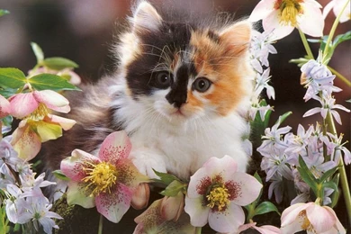 Kitten In Flower Free Animals Wallpapers Image With Cats ...