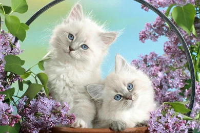 Cats Kitten Flowers Lovley White Cat Blue Cats Cute Wallpapers ...