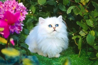 White Kitten With Green Eyes   Wallpaper.
