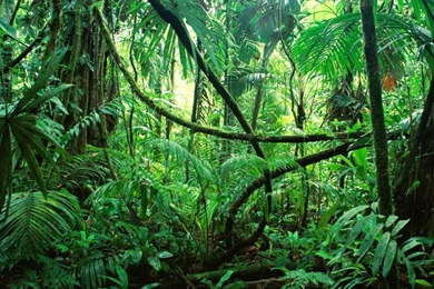 Forest: Amazon Jungle
