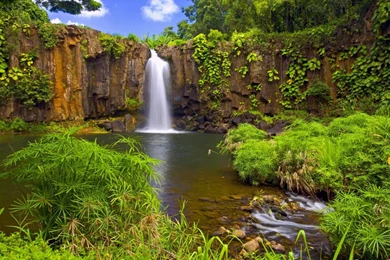 Forest: Amazon Jungle