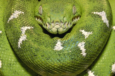 Emerald Tree Boa Amazon Equador