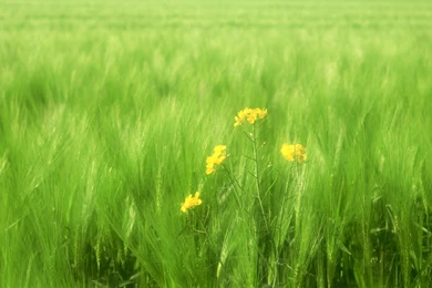 Windows 7 Multi Monitor Wallpapers   Multi Monitor Wallpapers ...