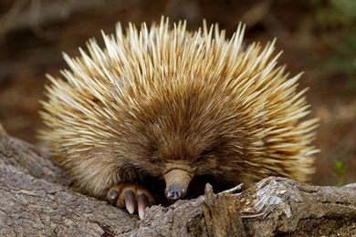 Most Expensive Animals Wallpapers HD Free Download