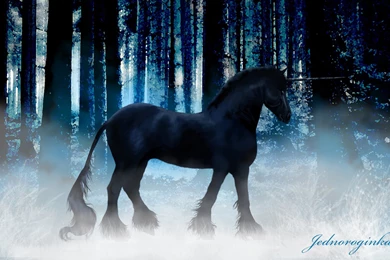 Black Unicorns 1 Free Hd Wallpapers   Hivewallpaper.com