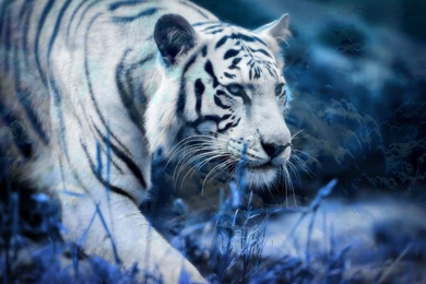 30 White Tiger Wallpapers Hd Pictures