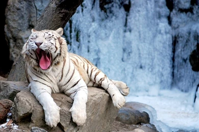 White Tiger Wallpapers Hd   Wallpapers HD Wide