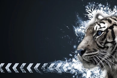 Free White Tiger Wallpapers Photo @3OK « Wallx