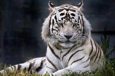 White Tiger Wallpapers For Mac O9P