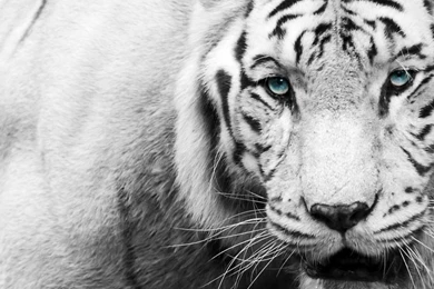 Black White Tiger   Wallpapers   HD Wallpapers