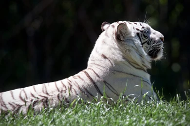 White Tiger Wallpapers HD ~ Desktop Wallpapers Free Download