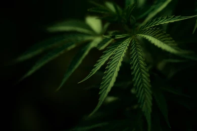 Drugs marijuana 1680x1050 wallpaper 626209.jpg