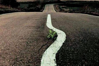 Weed Wallpapers WF1007