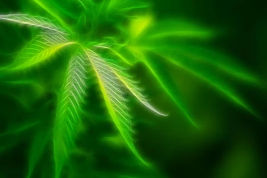 Wallpapers Weed Cannabis Photo Manipulation Marijuana Tube ...
