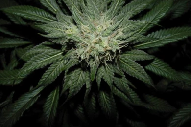 Wallpapers Weed Cannabis Seeds Plaza 1024x768