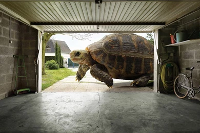 Large Desktop Wallpapers