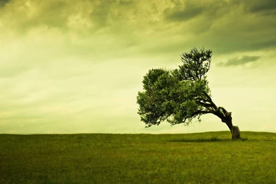 50 Nature Friendly Desktop Wallpapers