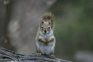 Desktop Wallpapers · Gallery · Animals · Quebec Squirrel Large ...